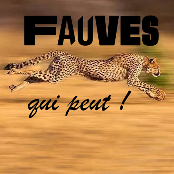 Fauves qui peut