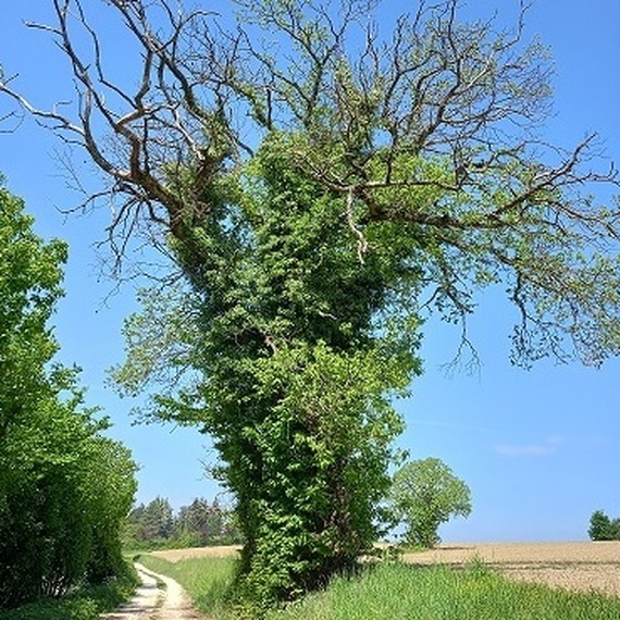 Collecte des collègues de Marie-Lise 